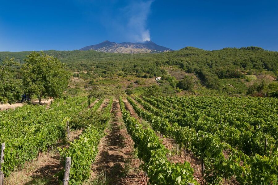 From Taormina: Private 3 Etna Wineries with Food & Wine - Booking details worth checking