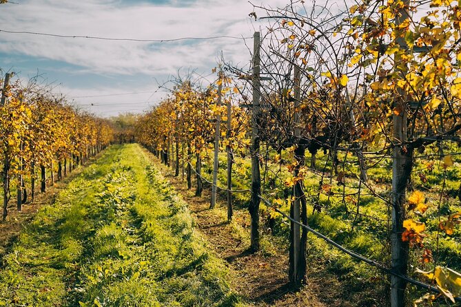From Venice: Prosecco Wine Region Tour with 2 Tastings - What the Small Group Changes