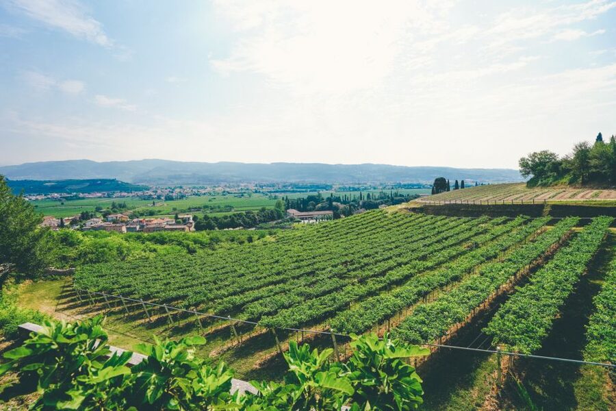 From Verona: Valpolicella and Amarone Wine Tasting Tour - Food pairings make the tasting more substantial