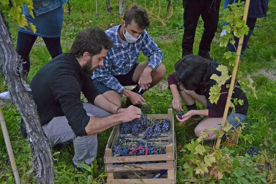 From Verona: Valpolicella Winery Tour with Amarone Vintages - Should you book the Franchini Agricola tasting?