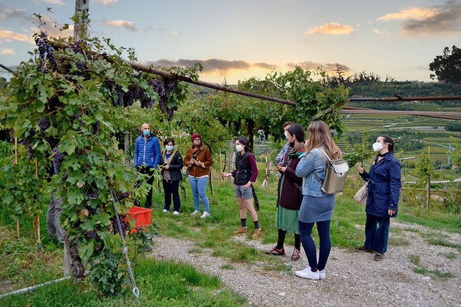 From Verona: Valpolicella Winery Tour with Amarone Vintages - Barriques, aging, and how the wines change