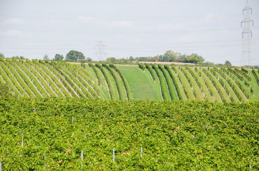 From Vienna: Half-day Countryside Wine Tour with Meal - Should you book it?