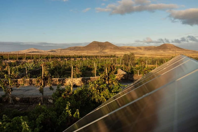 Fuerteventura: Tour & tasting at Conatvs Winery - Should you book this winery tour?