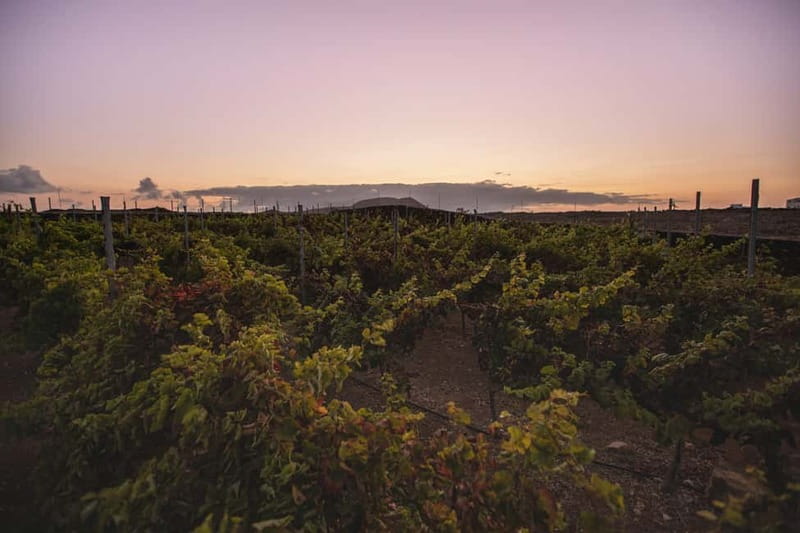 Fuerteventura: Tour & tasting at Conatvs Winery - Inside the winery: from grape to bottle