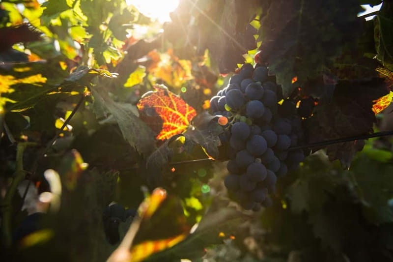 Fuerteventura: Tour & tasting at Conatvs Winery - The tasting: three wines and island flavors