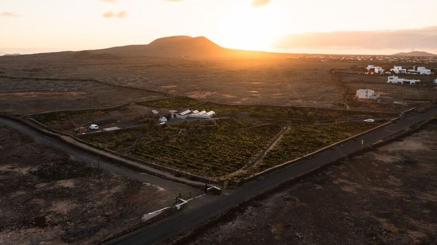 Fuerteventura: Tour & tasting at Conatvs Winery - Timing, transport, and planning your visit