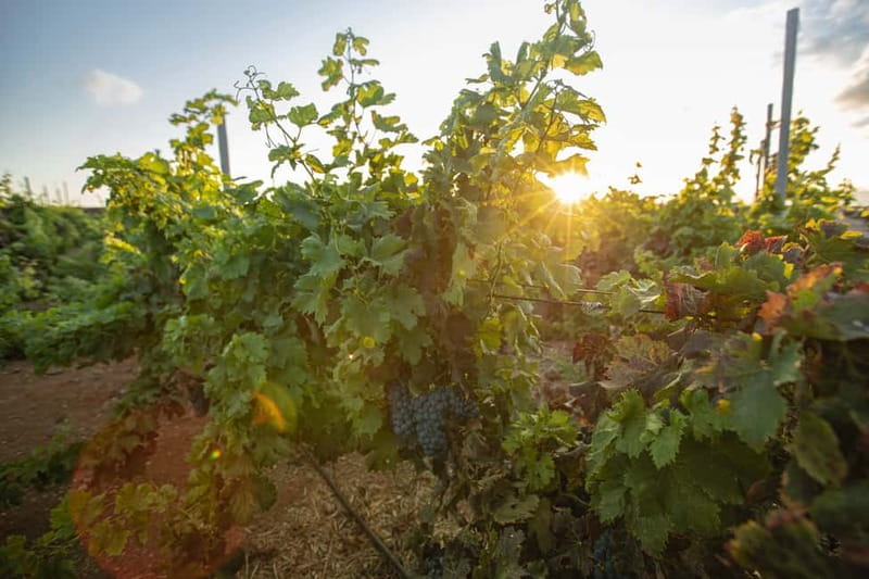 Fuerteventura: Tour & tasting at Conatvs Winery - Is the $41 price good value?