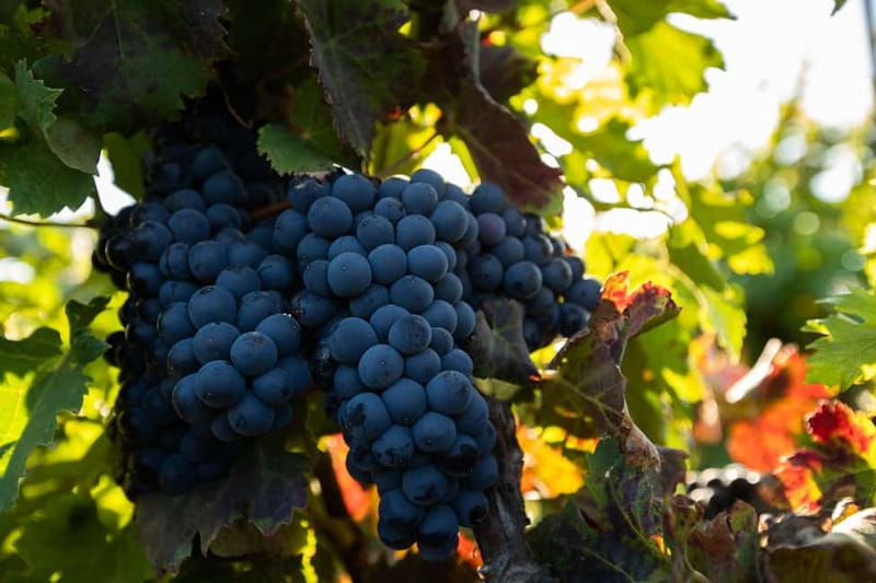 Fuerteventura: Tour & tasting at Conatvs Winery - Walking among vines in volcanic conditions