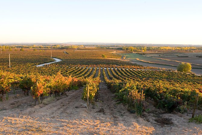 Full day at the winery, visit, tasting, aperitif and lunch - Lunch with Castilian soup and adobe-oven lamb