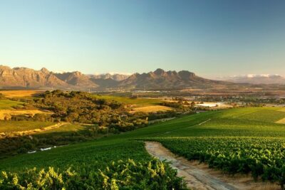 Full-Day Cape Winelands Tour