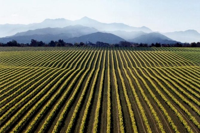 Full-Day Marlborough Wine Tour from Blenheim - Morning tastings and the Marlborough wine story