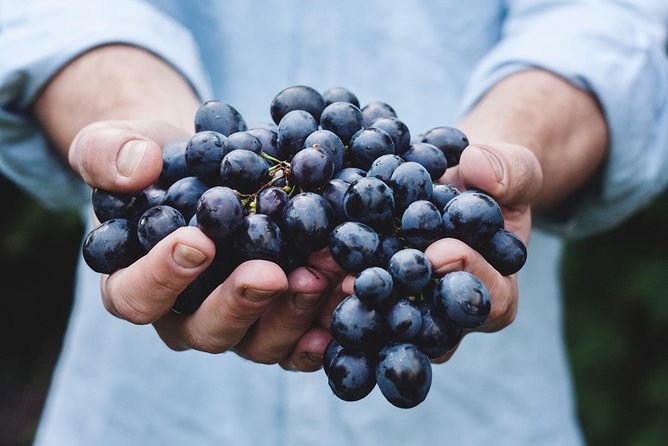 Full-Day Stellenbosch, Franschhoek and Paarl Wine Tasting Tour from Cape Town - The guide can make or break the experience