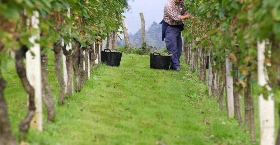 Getaria Txakoli wine tour from San Sebastian - Key points at a glance