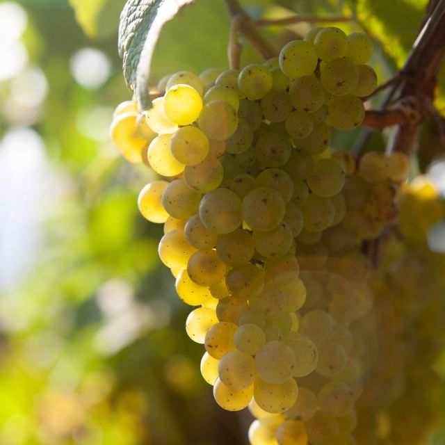 Getaria Txakoli wine tour from San Sebastian - Why Getaria txakoli tastes different