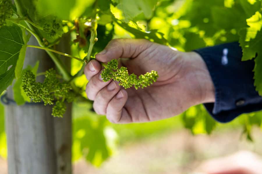 Gold Coast: Premium Wine Tour with Gourmet Lunch - Family-run wineries and guided tastings