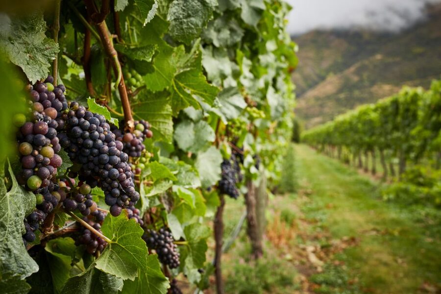 Gourmet Food and Wine Tour with Lunch and Wine Tastings - Old Cromwell and Arrowtown