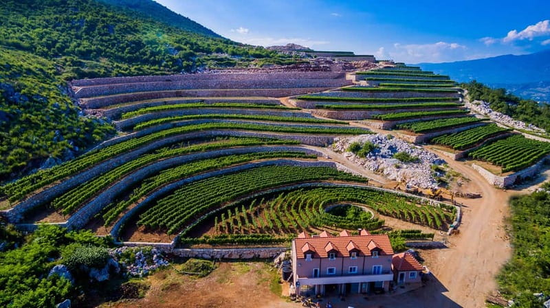 Građani: Winery Tour and Tasting at Winery Lipovac - Starting among Montenegrin grape varieties