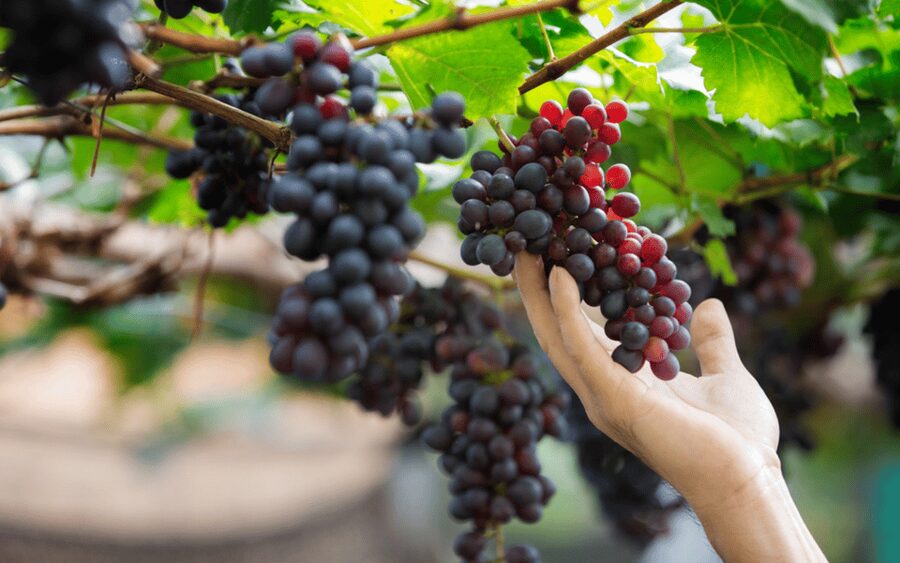 Gran Canaria: Rum, Wines and Banana Tour - A full day built around Gran Canaria’s food