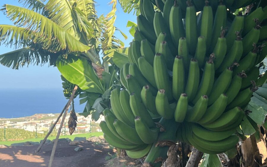 Gran Canaria: Rum, Wines and Banana Tour - The banana stop in Arucas
