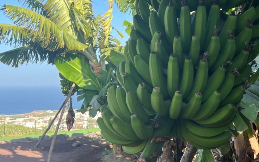 Gran Canaria: Rum, Wines and Banana Tour - Coffee, wine, and mojo at the hillside finca