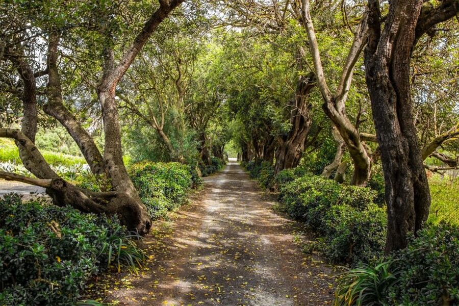 Gran Canaria: Winery Tour, Wine Museum, and Tasting - Starting at the family estate