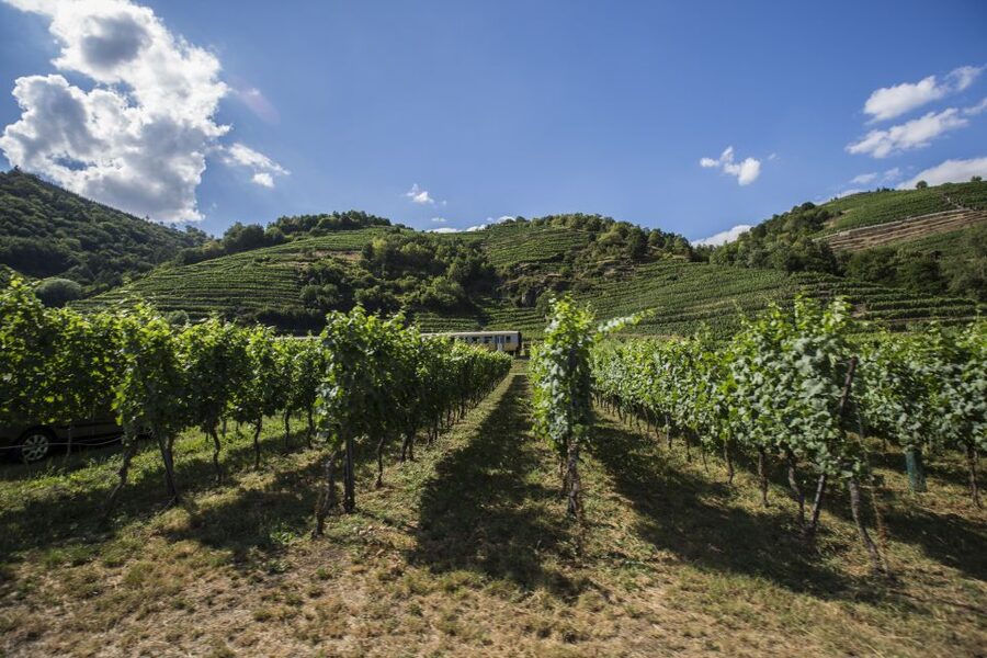 Grape Grazing: Wachau Valley Winery Biking Tour - Why this Wachau day works so well