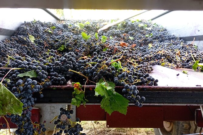 Greve in Chianti Wine Tasting and Winery Tour - Who will enjoy this tasting most