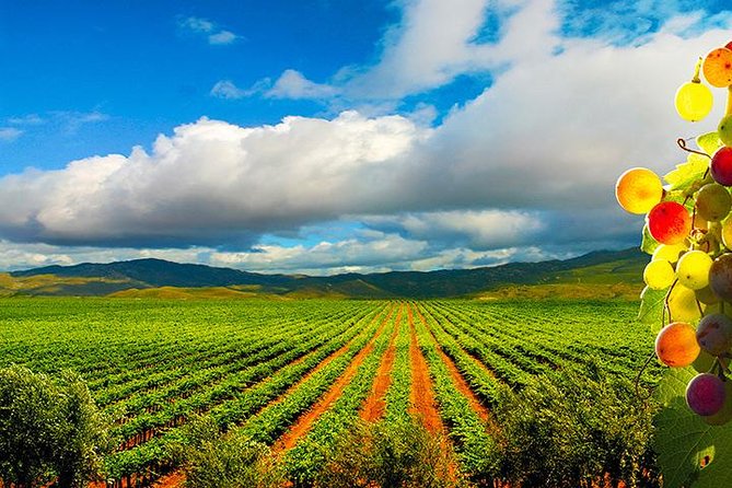 Guadalupe Valley Wine Route Tour in Baja California - Why Valle de Guadalupe Makes a Good Day Trip