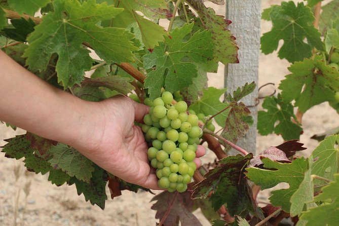 Guadalupe Valley Wine Route Tour in Baja California - Guides Make or Break This Wine Day