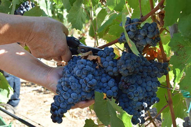 Guided Wine and Olive oil tasting - A Warm, Personal Host Makes the Difference