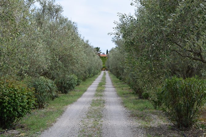 Guided Wine and Olive oil tasting - Is $40.70 a Fair Price?