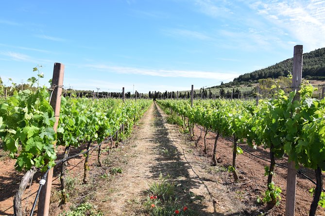 Guided Wine and Olive oil tasting - Who Will Enjoy This Experience Most?