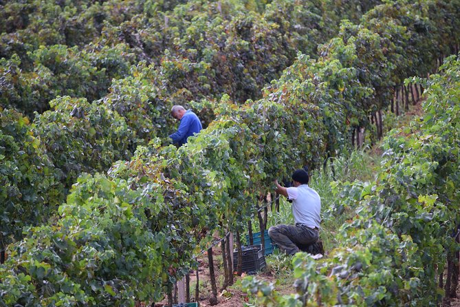 Guided Wine and Olive oil tasting - The Wines, Cheese, Sausage, and Olive Oil
