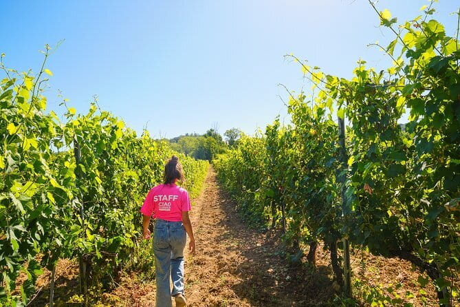 Half day Chianti Vineyard Escape from Florence with Wine Tastings - The ride along the Chianti Road