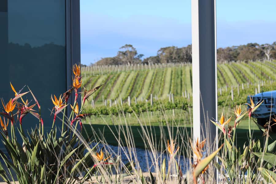 Half day Wine and Sights Discovery Tour Busselton - Why this tour works beyond the cellar door