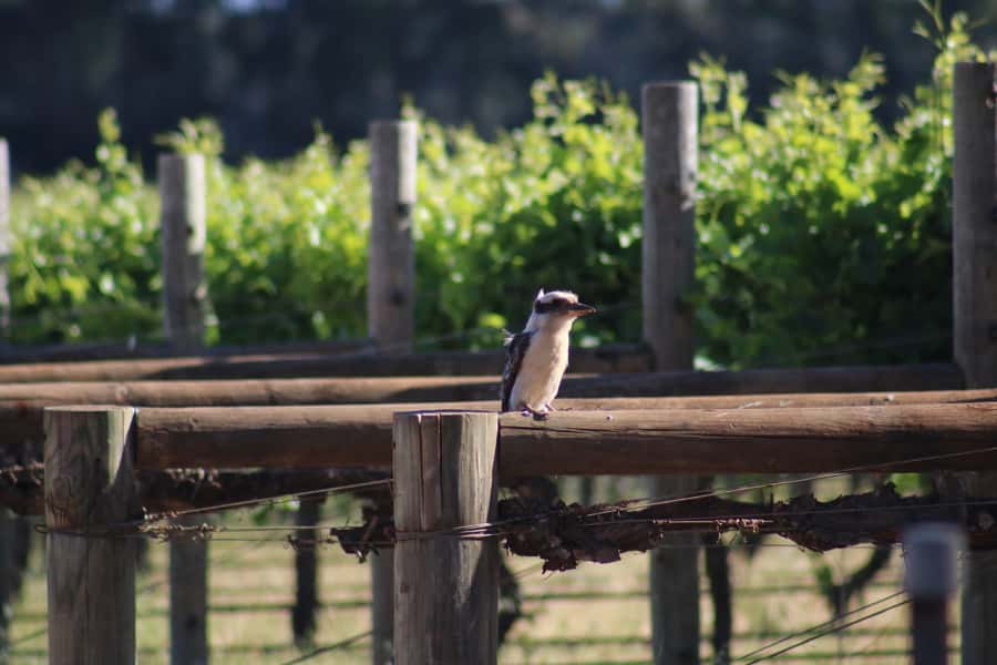Half day Wine and Sights Discovery Tour Busselton - Caves Road leads into Margaret River wine country