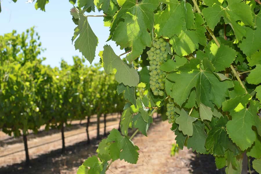Half day Wine and Sights Discovery Tour Busselton - The return through the Yallingup Hills