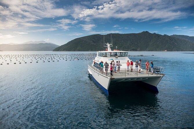 Half-Day Wine Tour from Picton - The pace, the pours, and the missing lunch