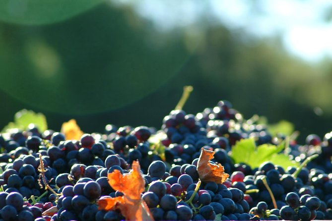 Half day Wine Tour in Côtes de Provence Sainte-Victoire from Aix en Provence - What to wear and bring