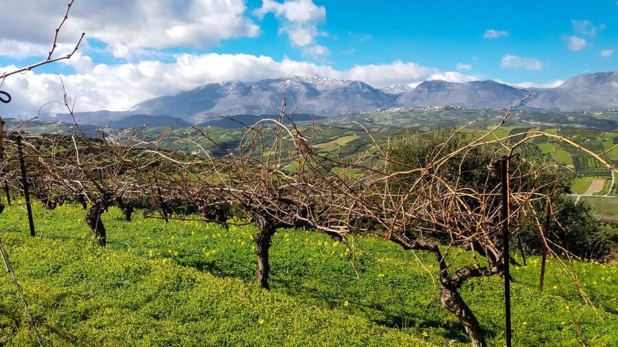 Heraklion: Cretan Wine Tasting Tour & Gourmet Lunch - The guide makes or breaks a wine day