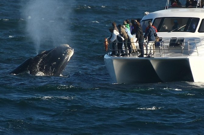 Hermanus Whale Watching Shared Boat Trip and Private Wine Tour from Cape Town - Hermanus whales make the early start worthwhile