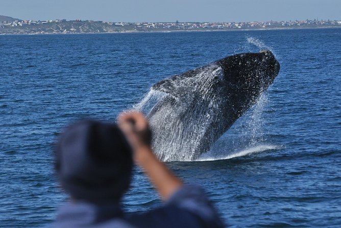 Hermanus Whale Watching Shared Boat Trip and Private Wine Tour from Cape Town - The private guide is the tour’s practical advantage