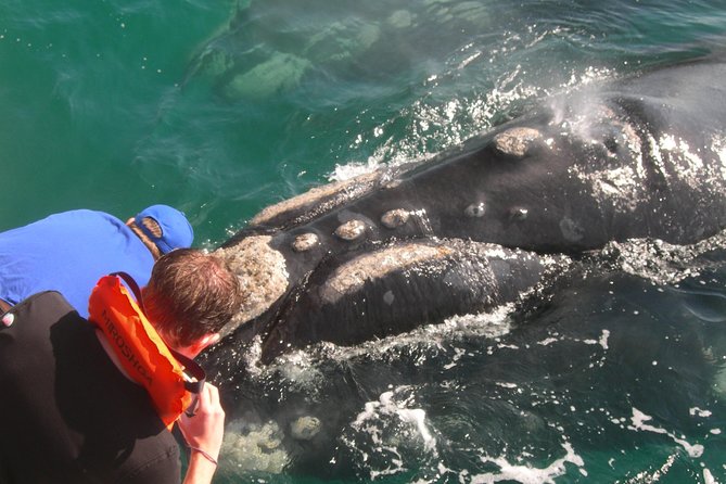 Hermanus Whale Watching Shared Boat Trip and Private Wine Tour from Cape Town - Route 44 turns the return drive into part of the experience