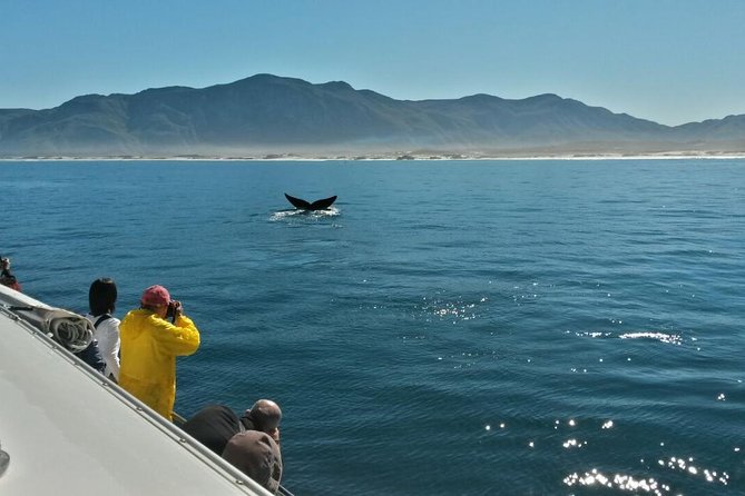 Hermanus Whale Watching Shared Boat Trip and Private Wine Tour from Cape Town - Who should book this Cape Town day trip?
