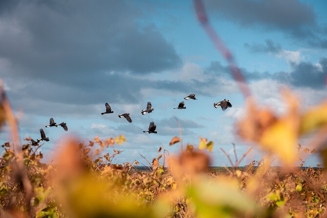 Hidden Gems: Boutique Full-Day Wine, Farm & Lunch Tour - What the $136.28 price delivers