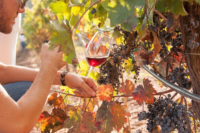 High-End Vineyard Escape: Cava, Tapas & Wine | Private Tour - Oller del Mas and a second wine perspective