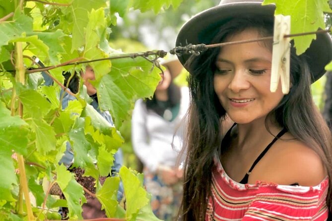 Hinterland Heritage Wine Tour - O’Reilly’s Canungra Valley and Killowen homestead
