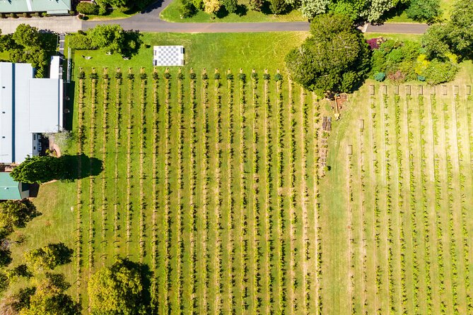 Hop on Hop off Wine tasting tour to Tamborine Mountain - The main drawbacks to plan around