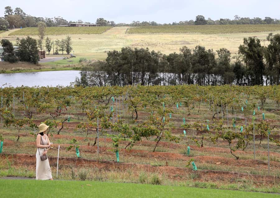 Hunter Valley: Wine, Chocolate and Lunch All Inclusive Tour - Draytons Family Wines brings a historic final tasting