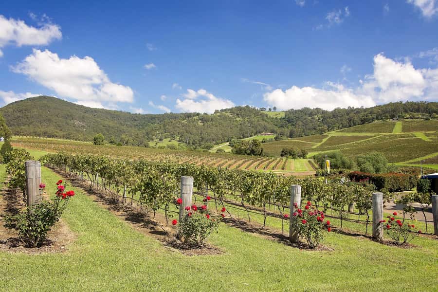 Hunter Valley: Wine Tour with 3 Tastings and Garden Lunch - The long ride back to Sydney